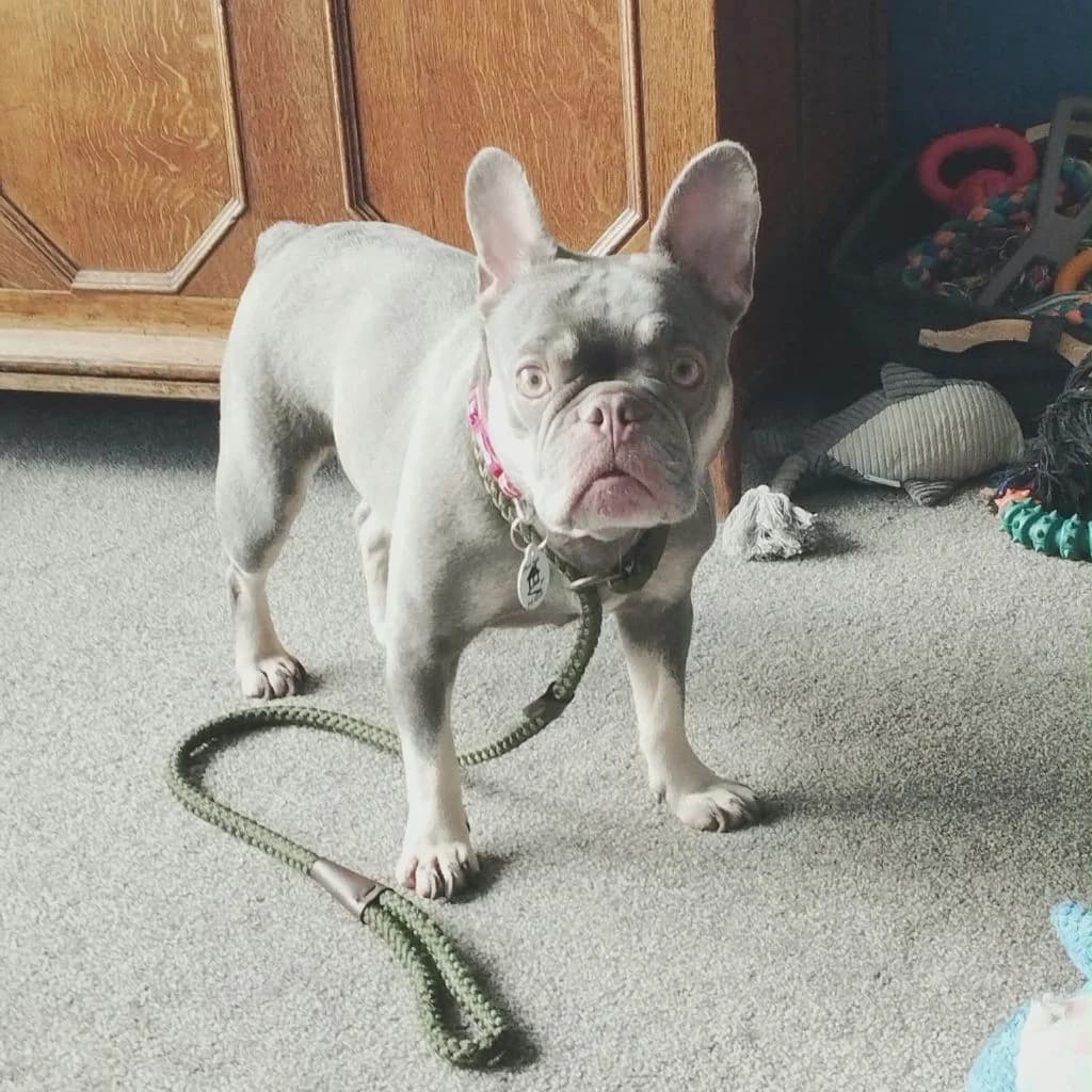 Coco, female 6yo French Bulldog for adoption at Almost Home Dog Rescue