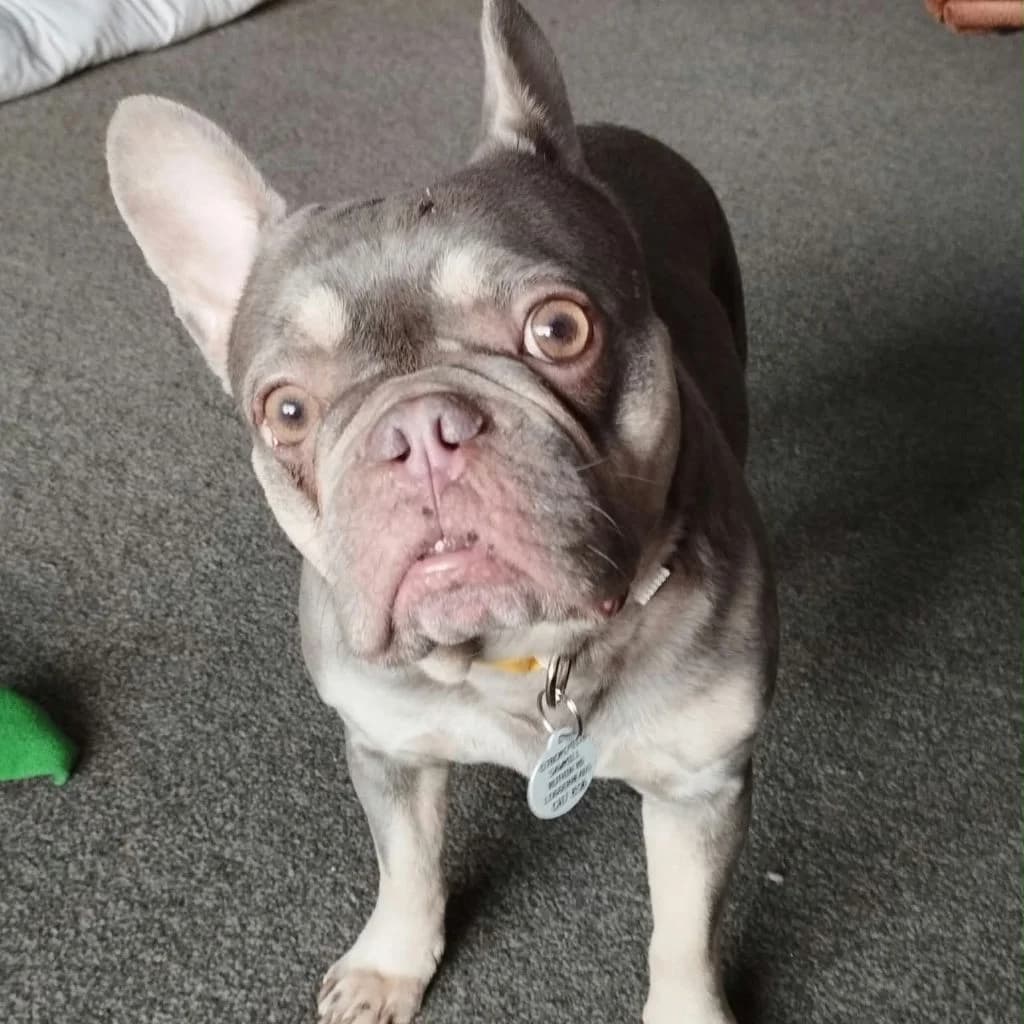 Misty, female 6yo French Bulldog for adoption at Almost Home Dog Rescue