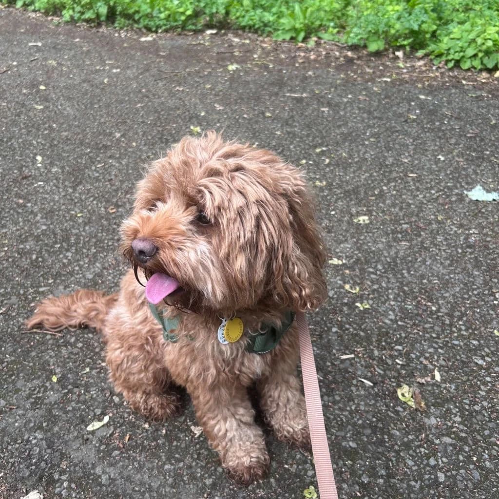 Bailey, male young Cavapoo for adoption at Almost Home Dog Rescue, North Wales