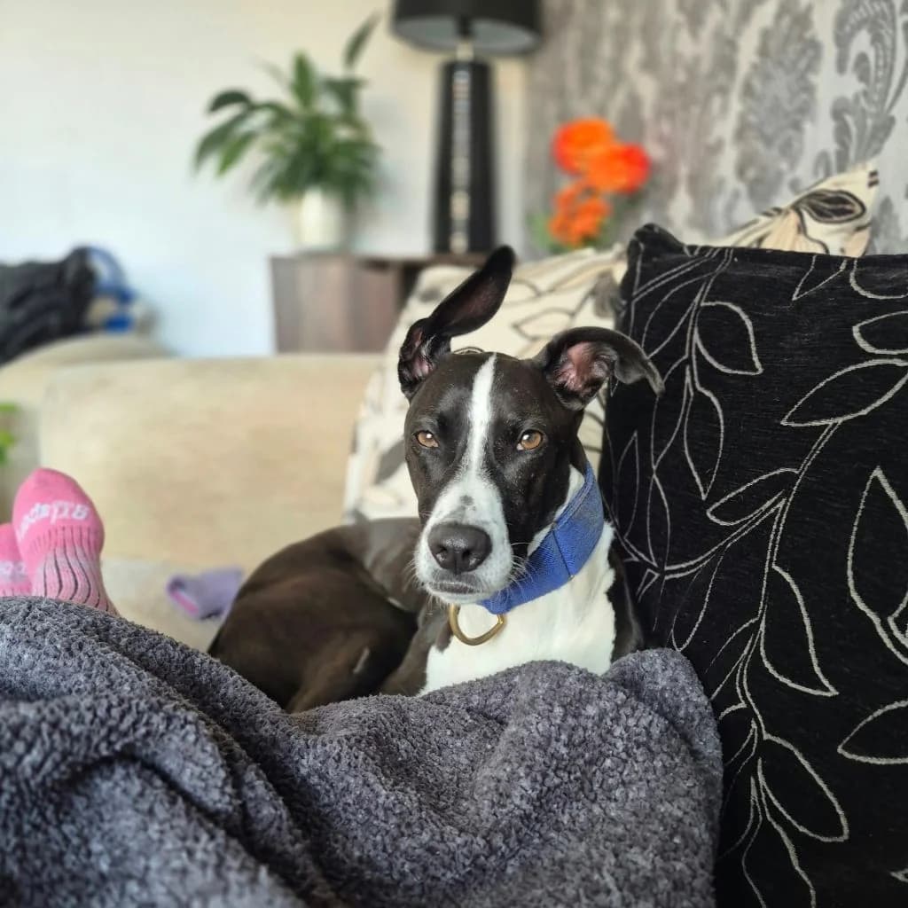 Bella, female 6yo Lurcher for adoption at Almost Home Dog Rescue, North Wales