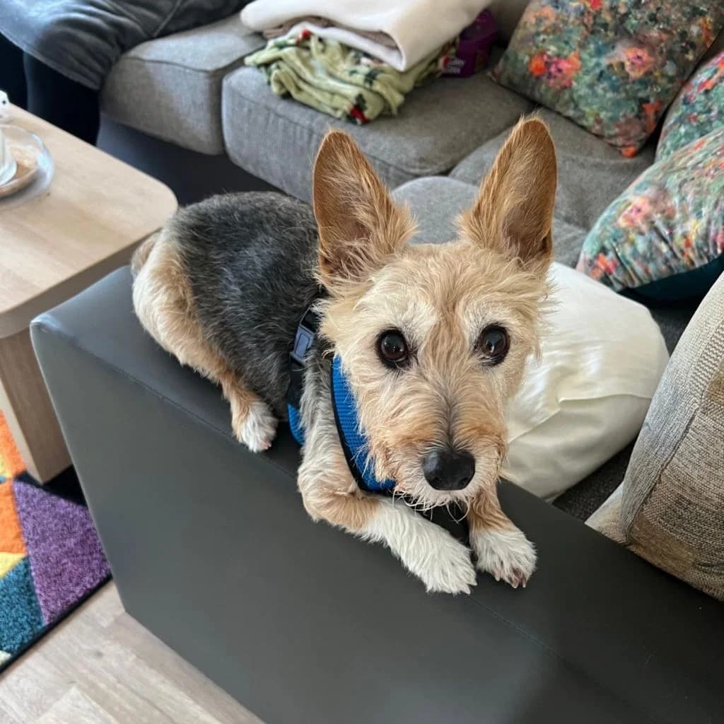 Bruce, male senior mixed breed for adoption at Almost Home Dog Rescue, North Wales