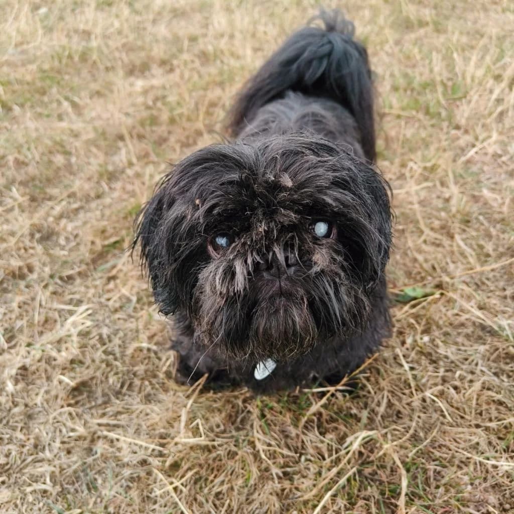 Buzz, male 4yo mixed breed for adoption at Almost Home Dog Rescue, North Wales