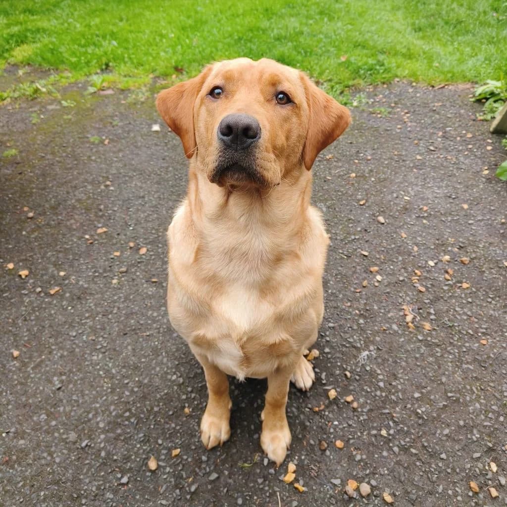 Cerbie, male young mixed breed for adoption at Almost Home Dog Rescue, North Wales