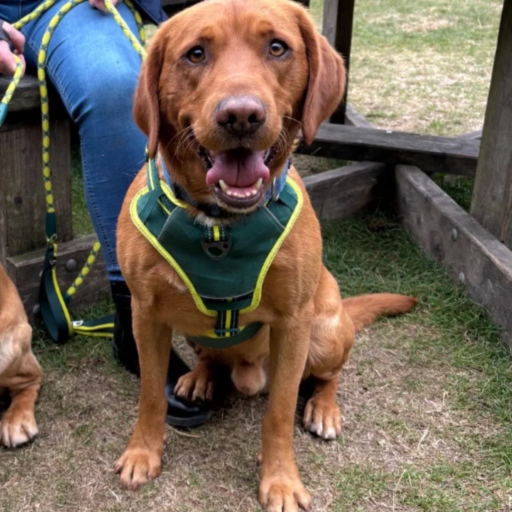 Cooper, male 6yo Cocker Spaniel for adoption at Almost Home Dog Rescue, North Wales