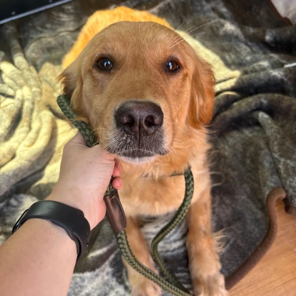 Daisy, female young mixed breed for adoption at Almost Home Dog Rescue, North Wales