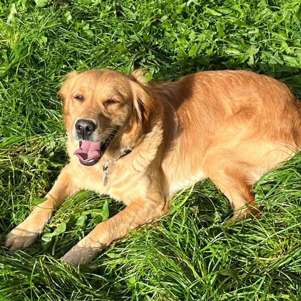 Daisy, female young mixed breed for adoption at Almost Home Dog Rescue, North Wales