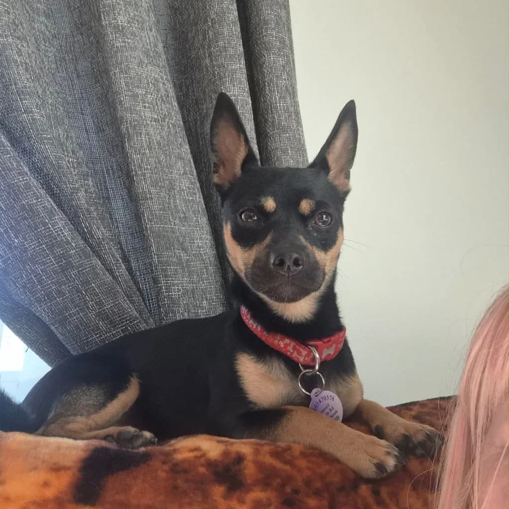 Dec, male young Chihuahua for adoption at Almost Home Dog Rescue, North Wales