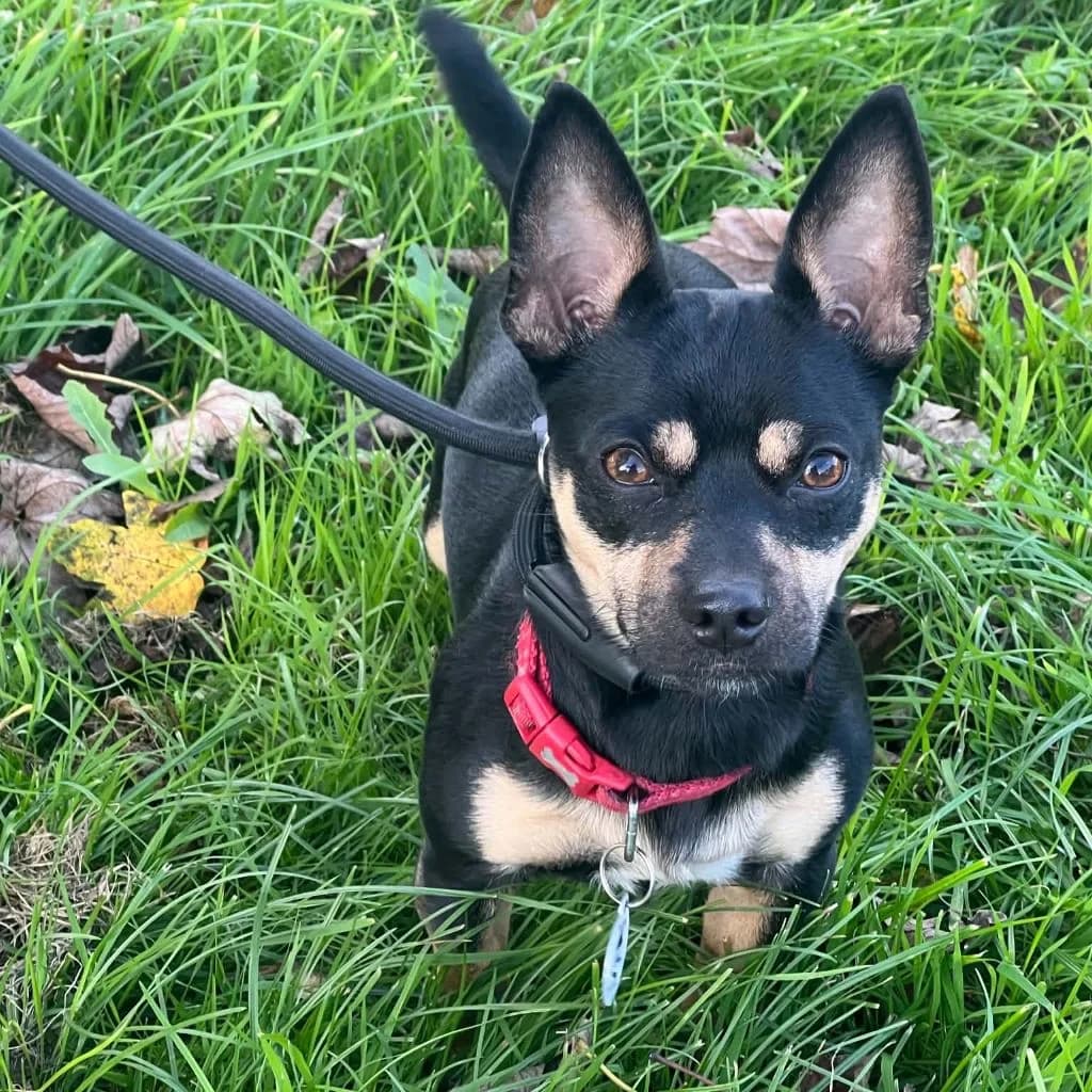 Dec, male young Chihuahua for adoption at Almost Home Dog Rescue, North Wales