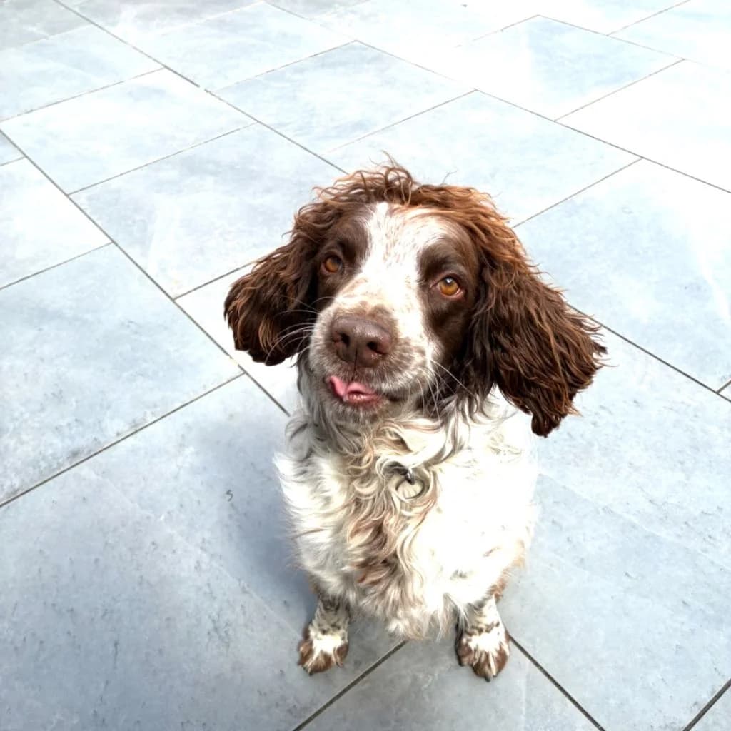 Dexter, male 6yo mixed breed for adoption at Almost Home Dog Rescue, North Wales