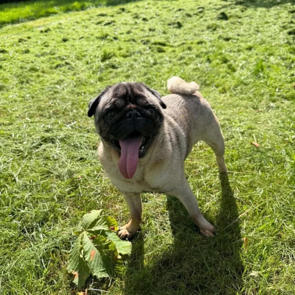 Domino, male 6yo Pug for adoption at Almost Home Dog Rescue, North Wales