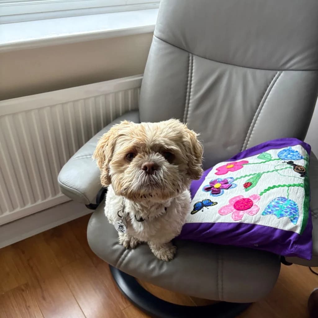 Elvis, male 6yo mixed breed for adoption at Almost Home Dog Rescue, North Wales