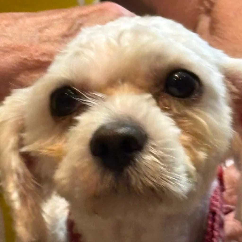 Eric, male young Maltese for adoption at Almost Home Dog Rescue, North Wales