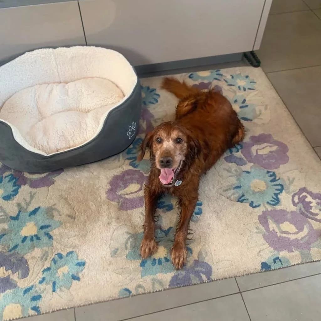 Fergal, male senior Irish Setter for adoption at Almost Home Dog Rescue, North Wales