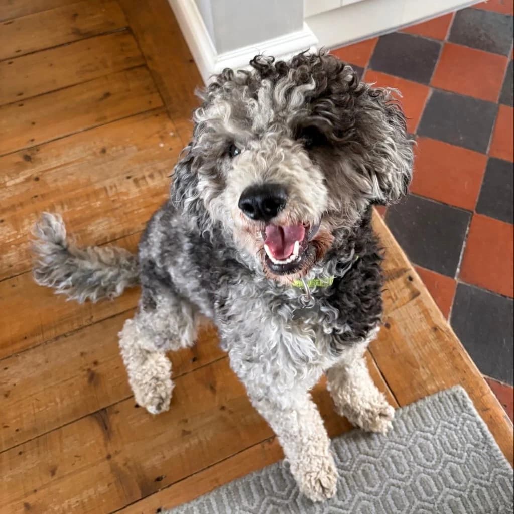 Finn, male young Cavapoo for adoption at Almost Home Dog Rescue, North Wales