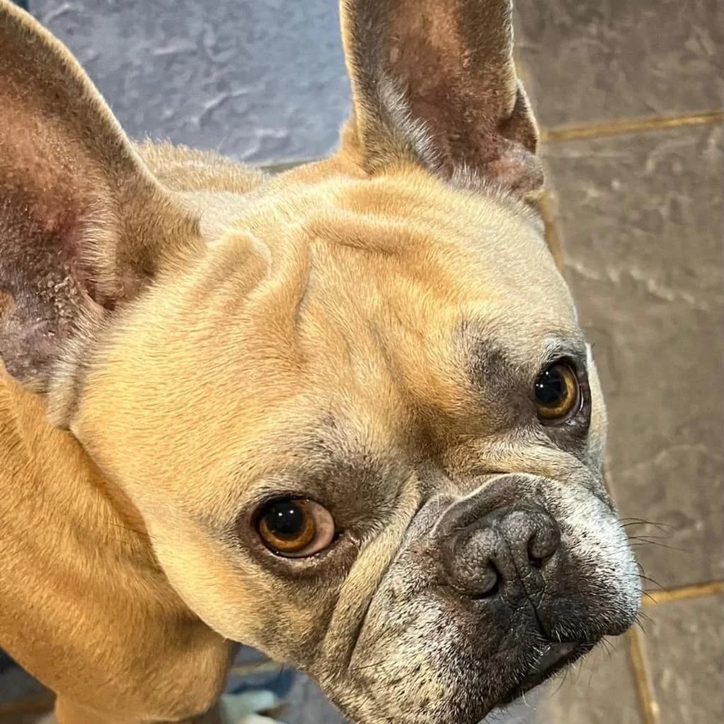 Hank, male 6yo French Bulldog for adoption at Almost Home Dog Rescue, North Wales