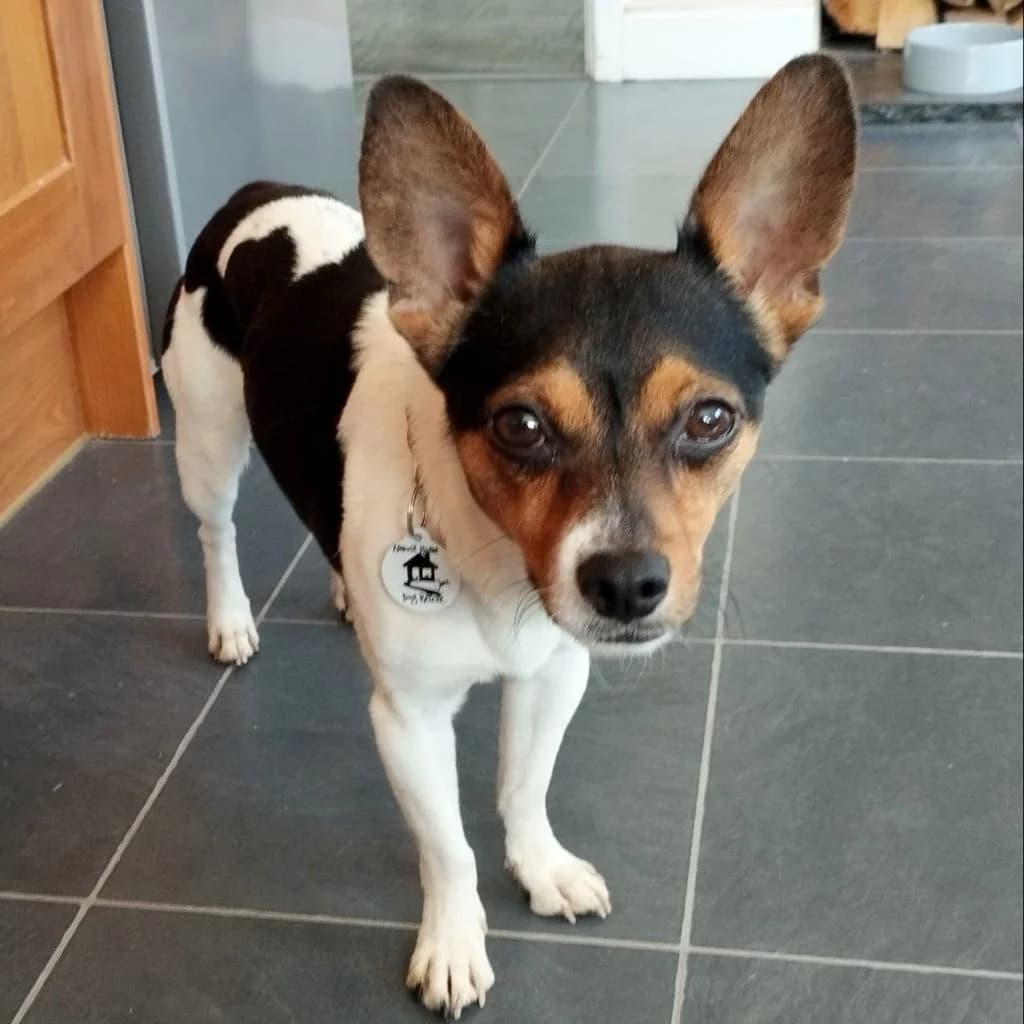 Hector, male young Jack Russell Terrier for adoption at Almost Home Dog Rescue, North Wales