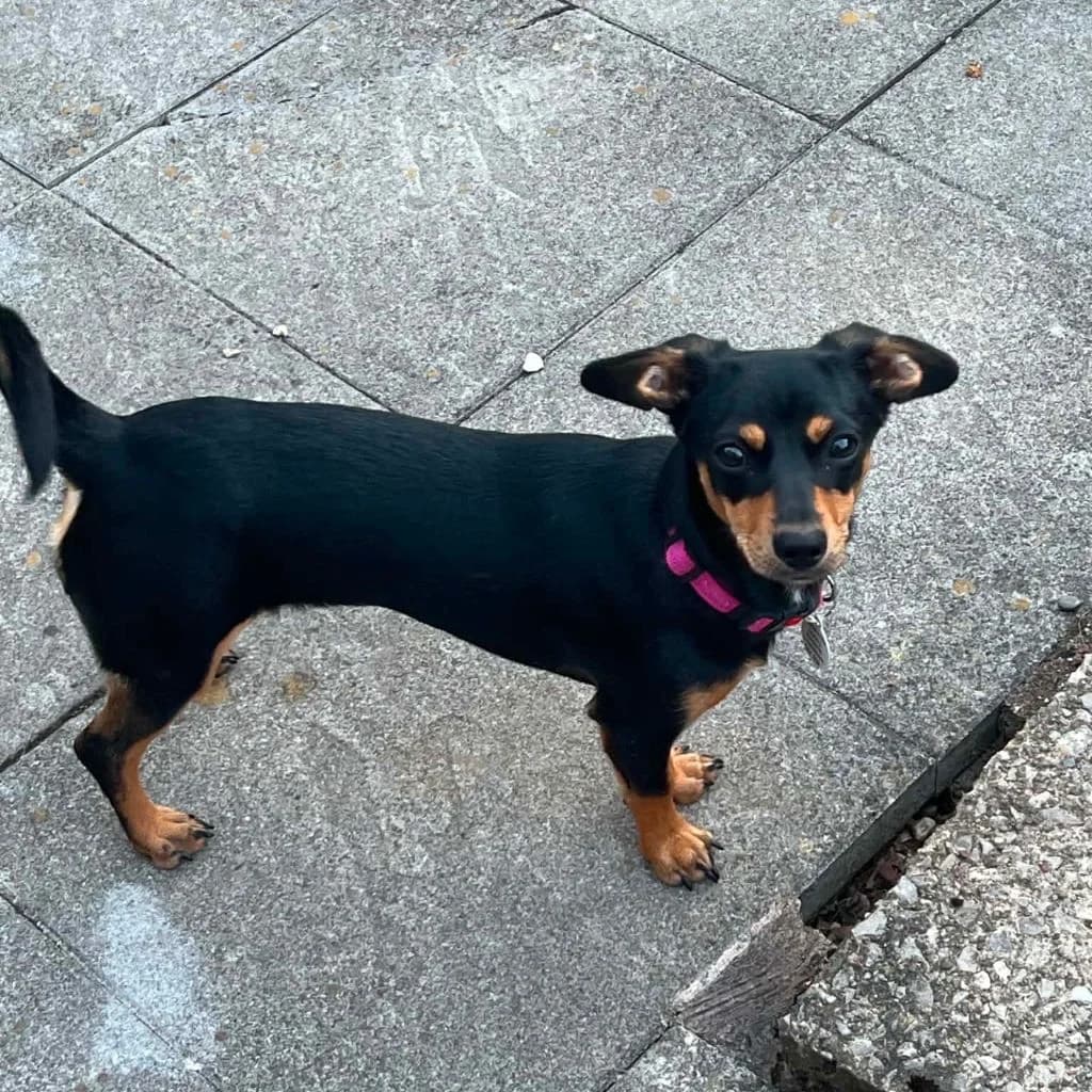 Indie, female young Mixed Breed for adoption at Almost Home Dog Rescue, North Wales