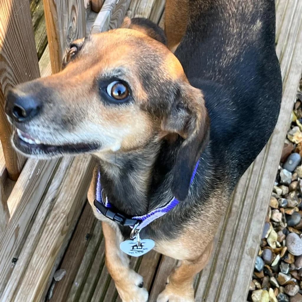 Joy, female young Mixed Breed for adoption at Almost Home Dog Rescue, North Wales