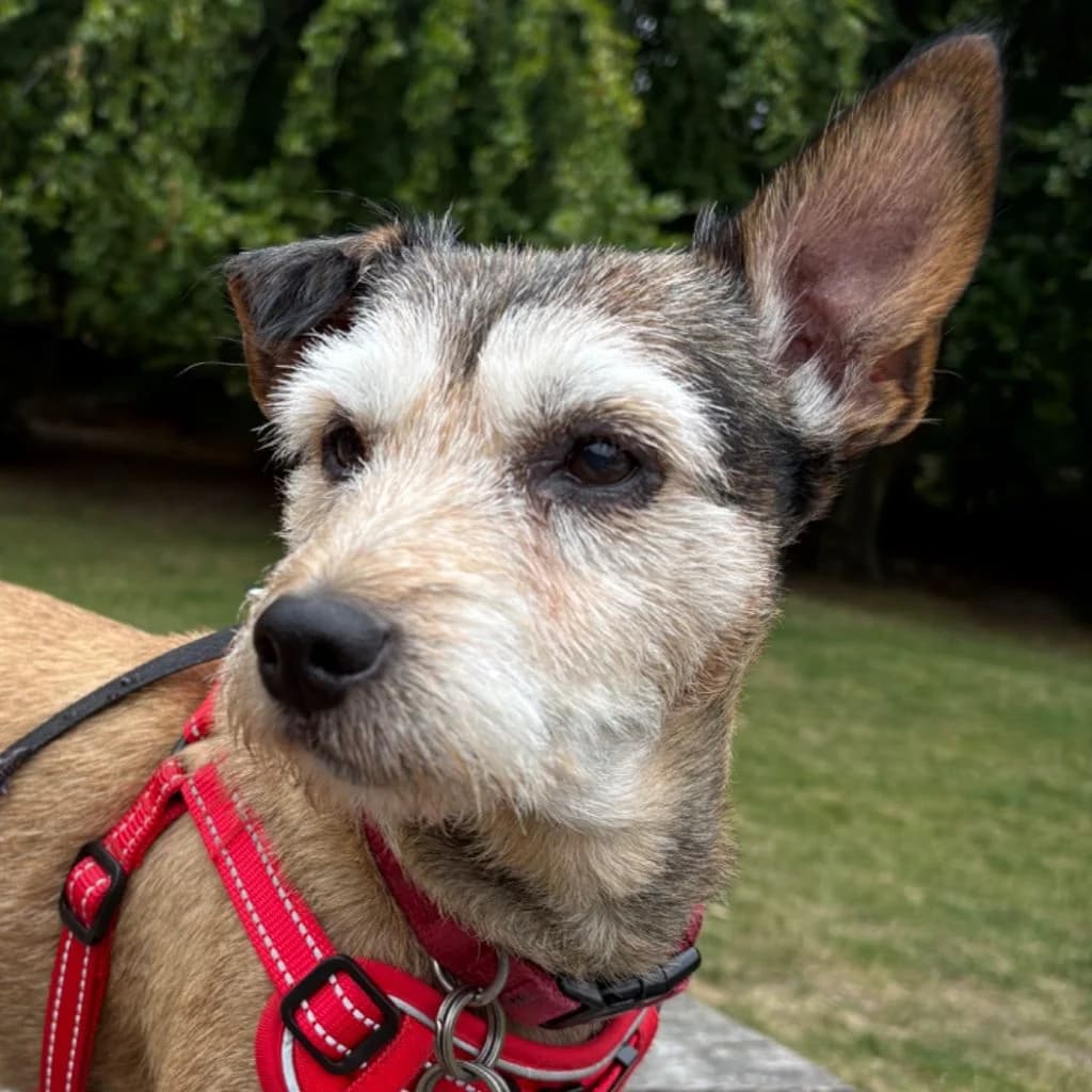 Knucksie, male 6yo mixed breed for adoption at Almost Home Dog Rescue, North Wales