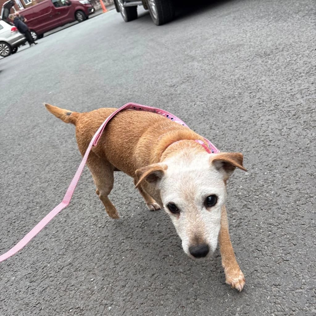 Lady, female senior mixed breed for adoption at Almost Home Dog Rescue, North Wales