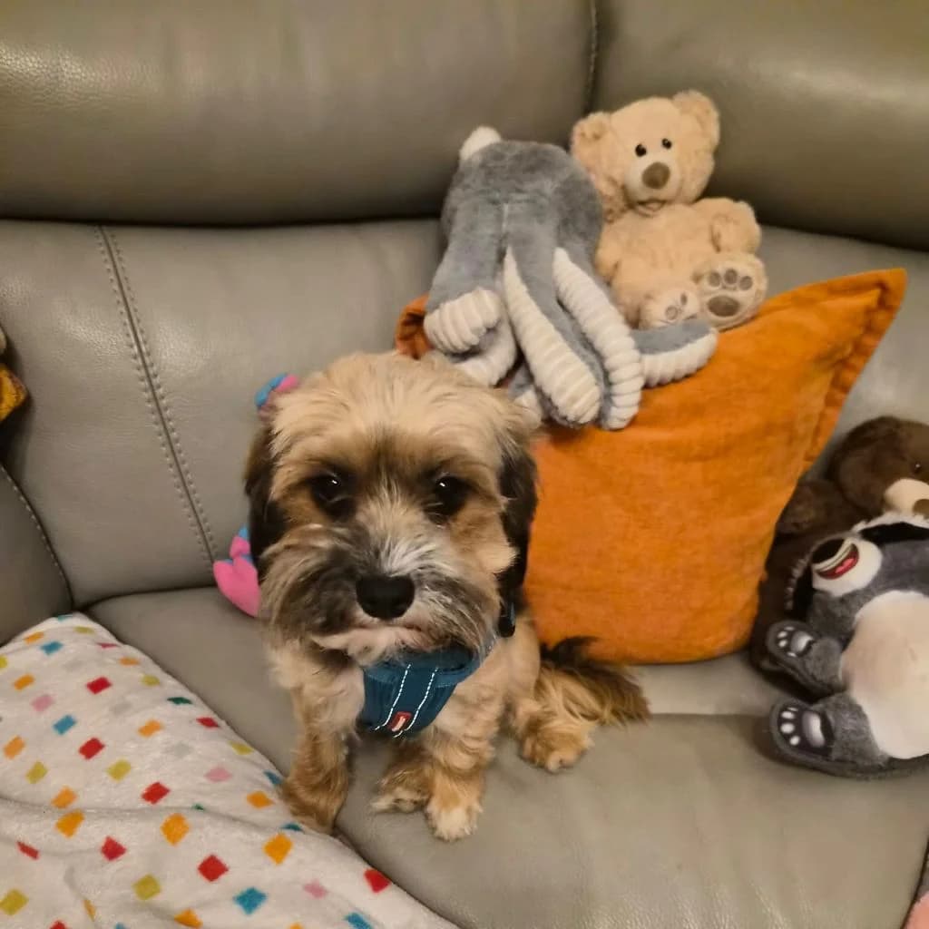 Libby, female young Yorkshire Terrier for adoption at Almost Home Dog Rescue, North Wales