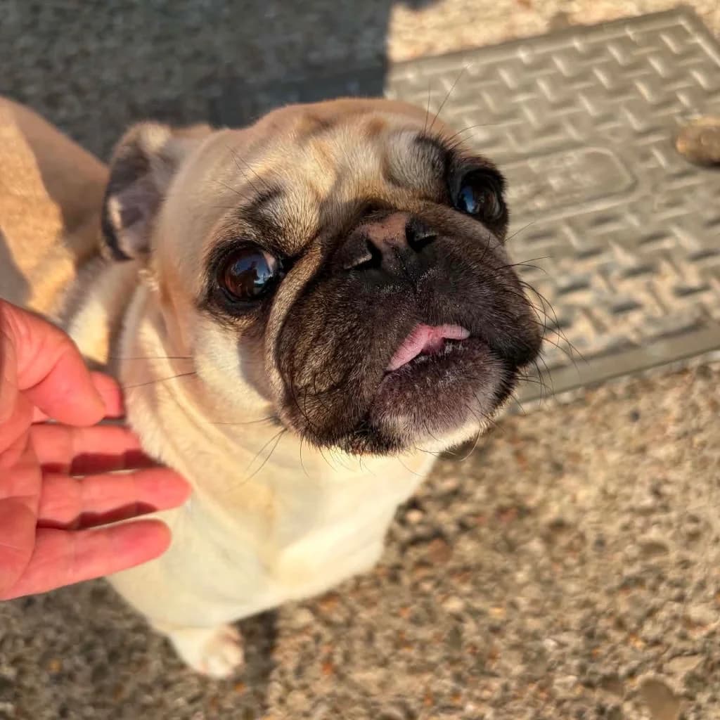 Lilo, female young Pug for adoption at Almost Home Dog Rescue, North Wales