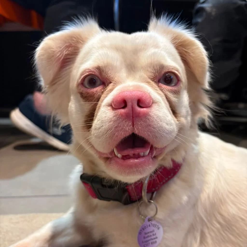 Lizzie, female young French Bulldog for adoption at Almost Home Dog Rescue, North Wales