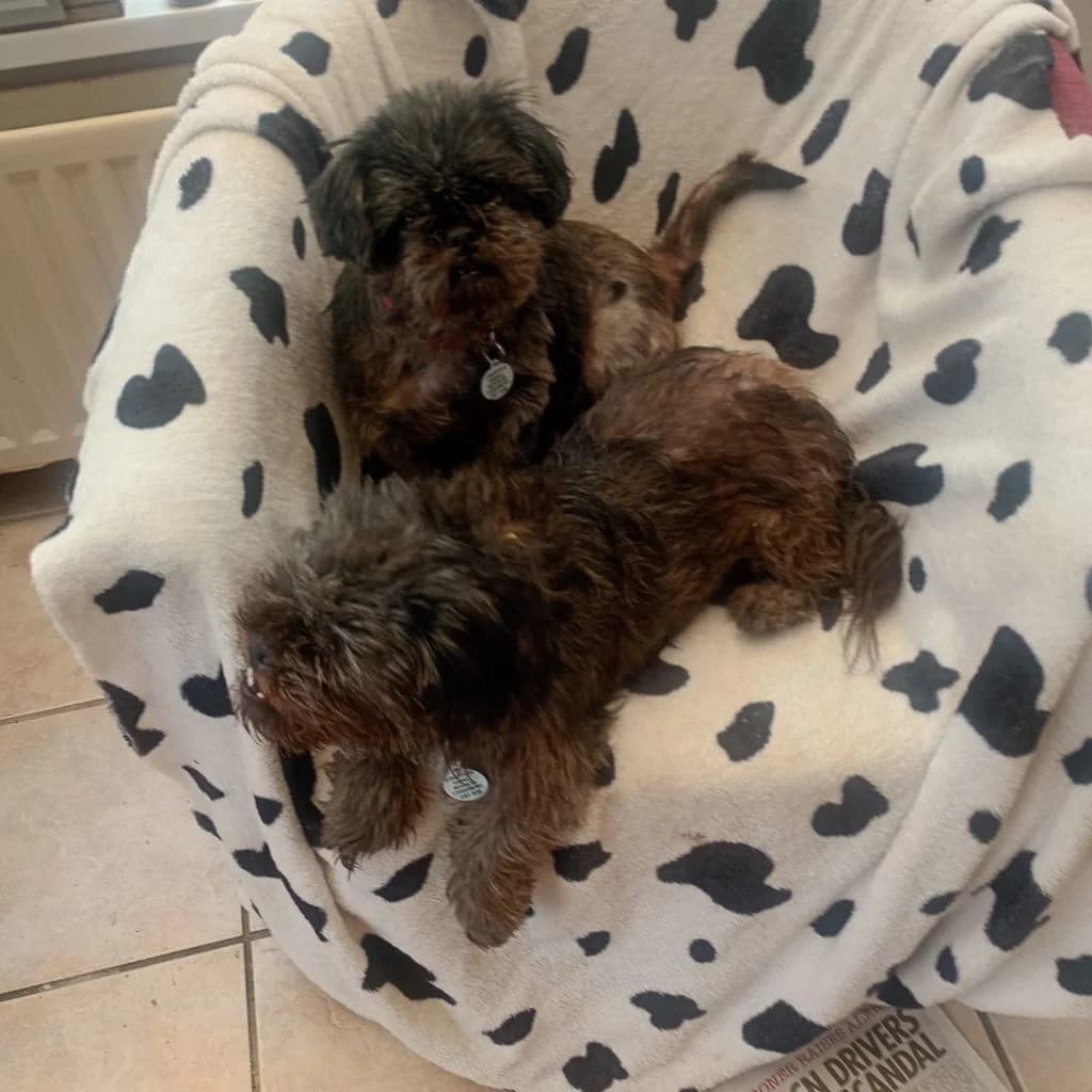 Luna, female 6yo mixed breed for adoption at Almost Home Dog Rescue, North Wales