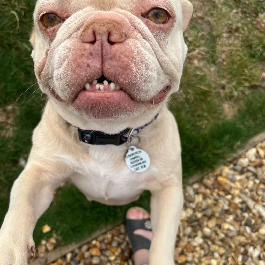 Marge, female young French Bulldog for adoption at Almost Home Dog Rescue, North Wales