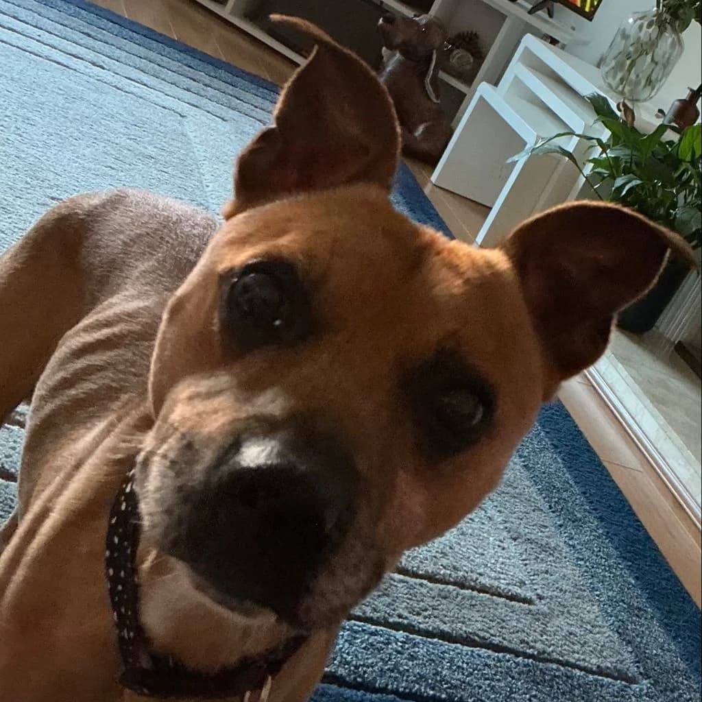 Max, male senior Staffordshire Bull Terrier for adoption at Almost Home Dog Rescue, North Wales