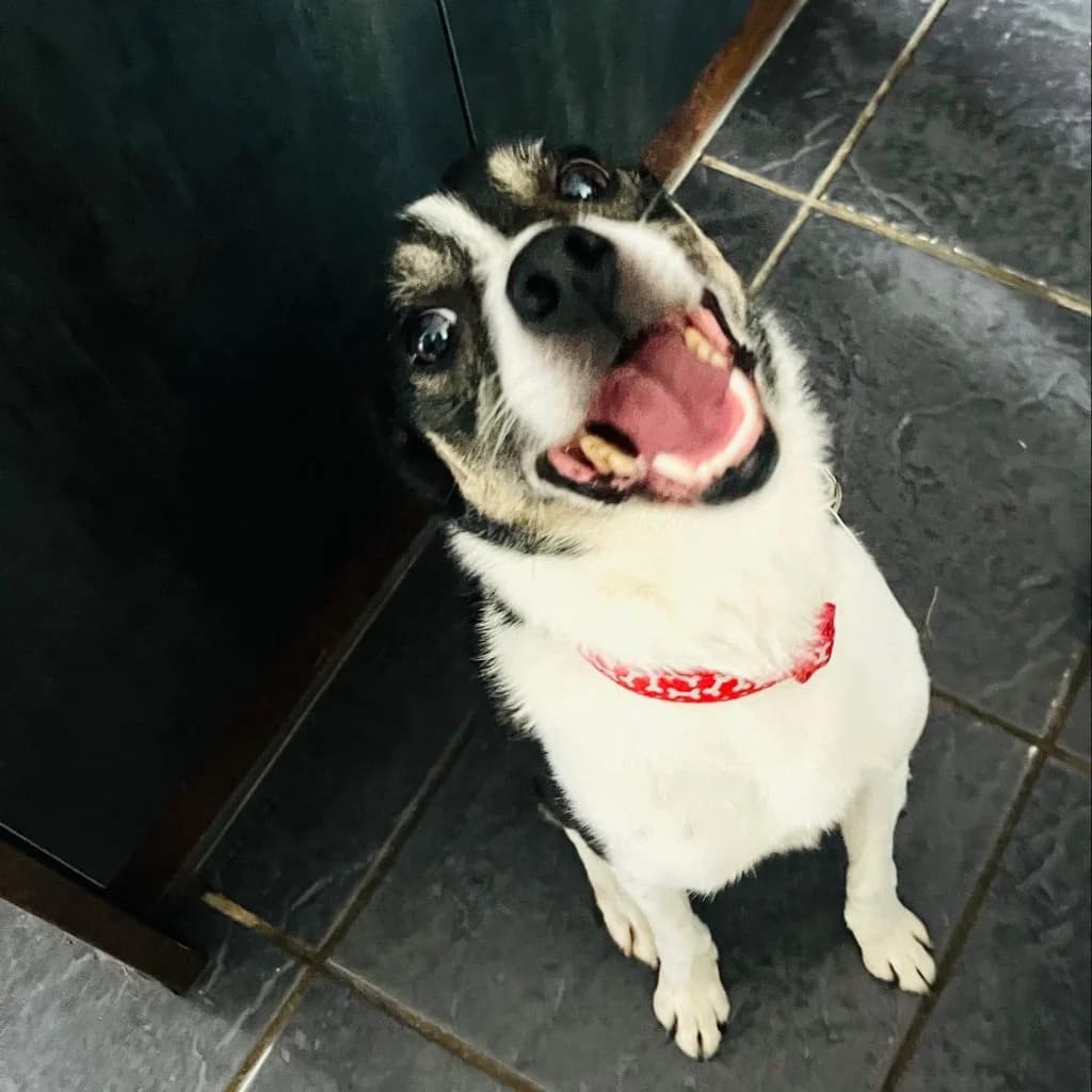 Megan, female 6yo Collie for adoption at Almost Home Dog Rescue, North Wales