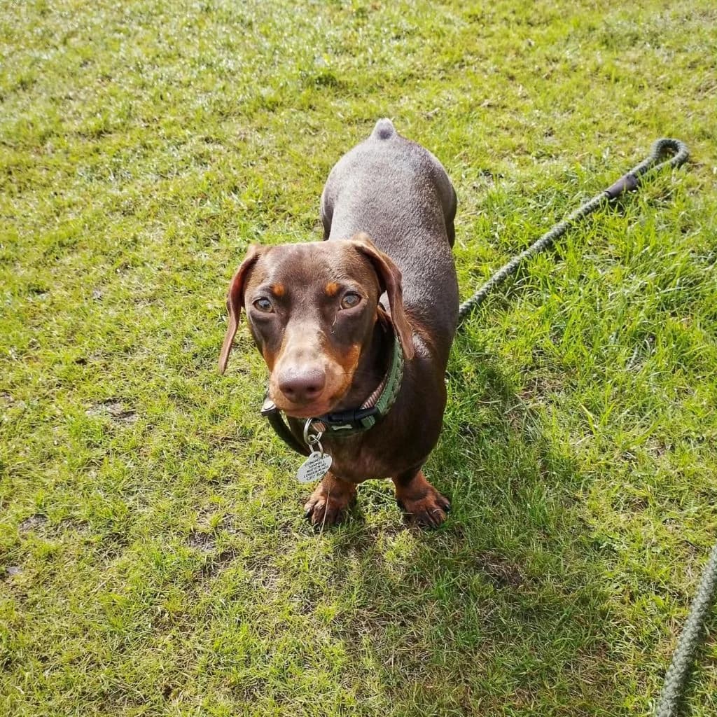 Millie, female young Dachshund for adoption at Almost Home Dog Rescue, North Wales