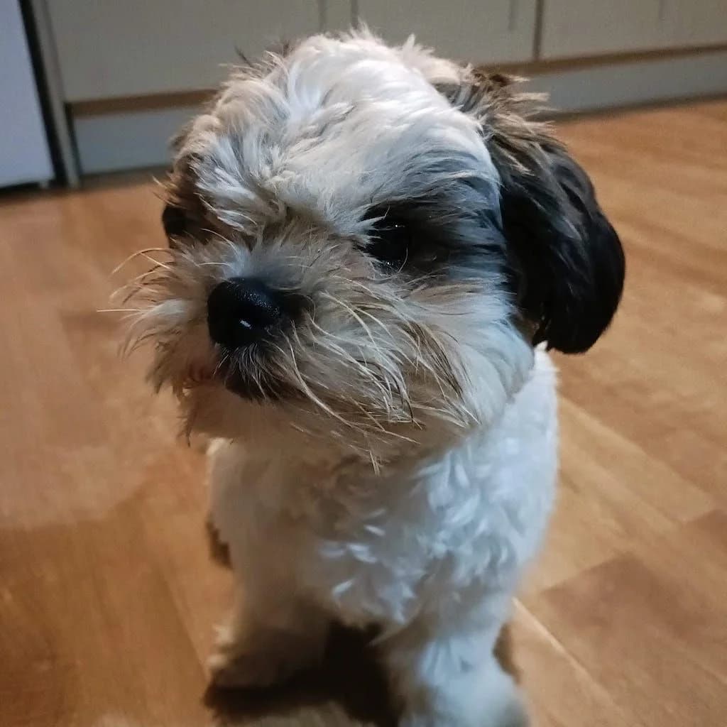 Mimi, female puppy Mixed Breed for adoption at Almost Home Dog Rescue, North Wales