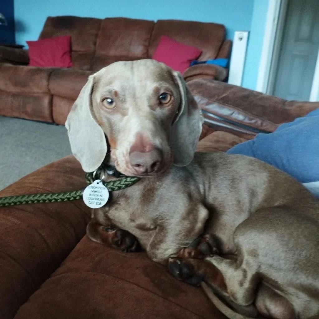 Oz, male young Dachshund for adoption at Almost Home Dog Rescue, North Wales
