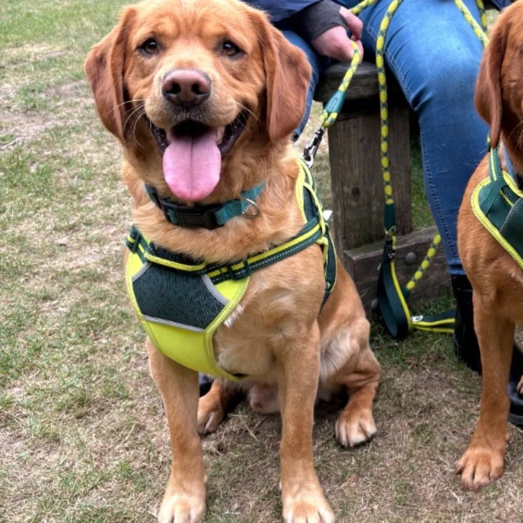 Parker, male 6yo Cocker Spaniel for adoption at Almost Home Dog Rescue, North Wales