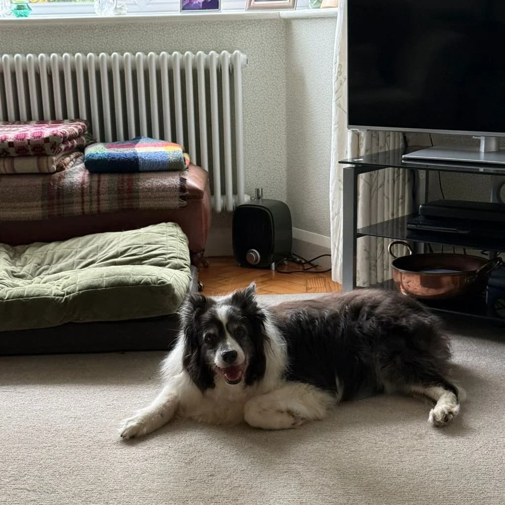 Poppy, female senior Collie for adoption at Almost Home Dog Rescue, North Wales