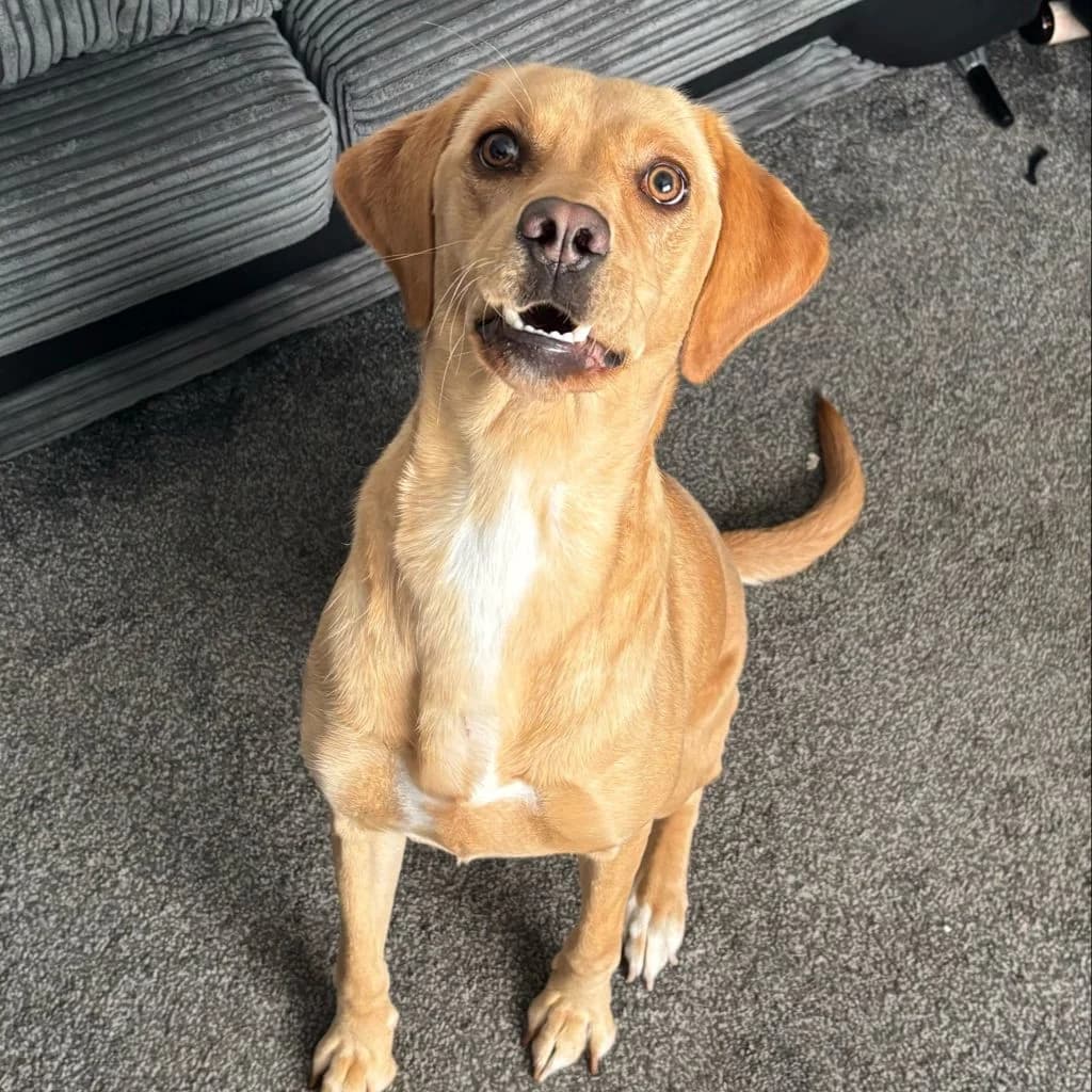Poppy, female young mixed breed for adoption at Almost Home Dog Rescue, North Wales