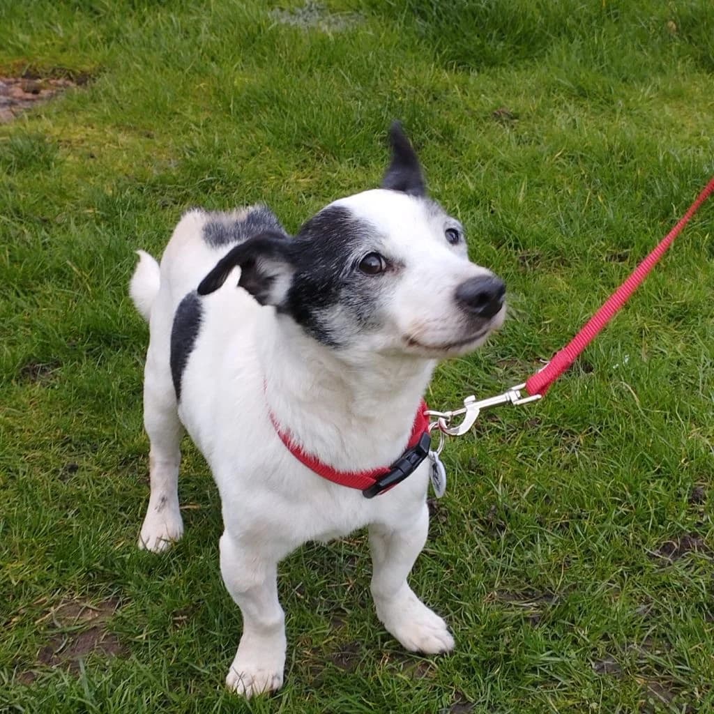 Rio / Jack, male senior Jack Russell Terrier for adoption at Almost Home Dog Rescue, North Wales