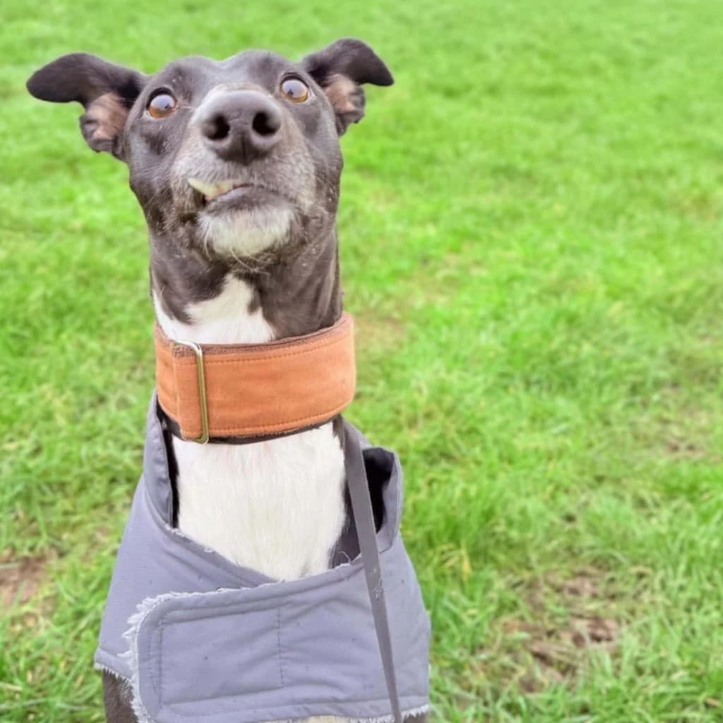 Rocco, male young Lurcher for adoption at Almost Home Dog Rescue, North Wales