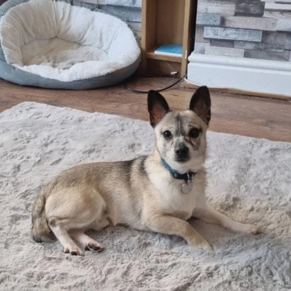 Roo, male 6yo Chihuahua for adoption at Almost Home Dog Rescue, North Wales