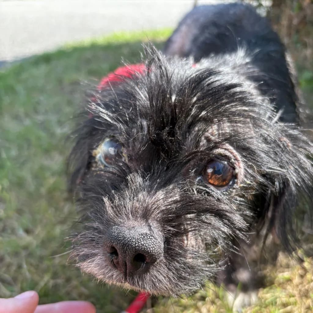 Seren, female senior mixed breed for adoption at Almost Home Dog Rescue, North Wales