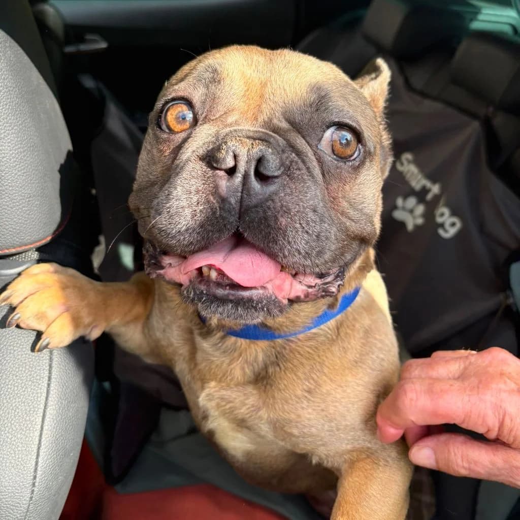 Shay, male young French Bulldog for adoption at Almost Home Dog Rescue, North Wales
