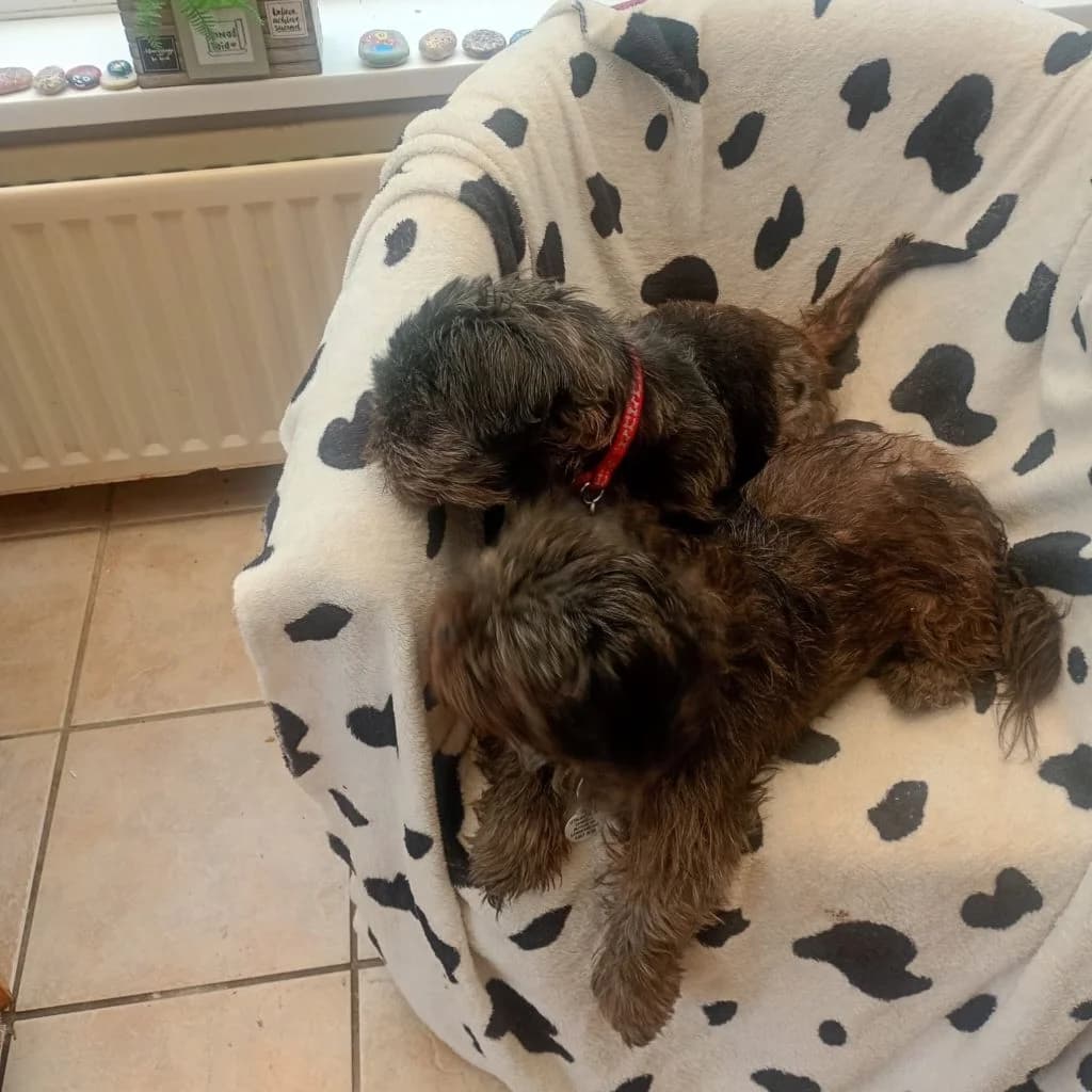Skylar, female 6yo mixed breed for adoption at Almost Home Dog Rescue, North Wales