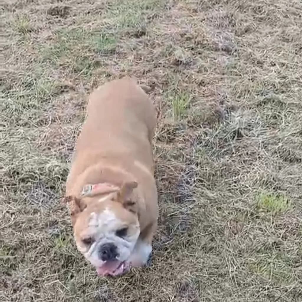 Sonny, female 6yo English Bulldog for adoption at Almost Home Dog Rescue, North Wales