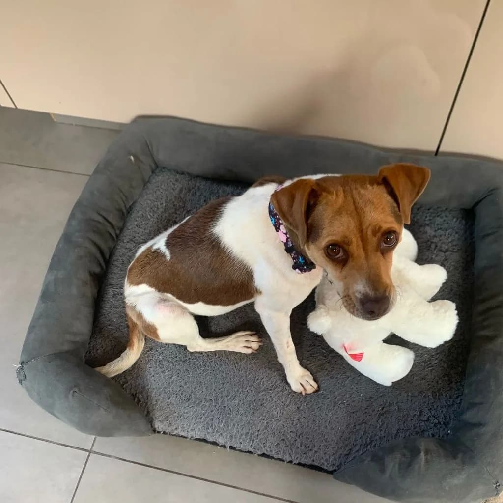 Sydney, female young Jack Russell Terrier for adoption at Almost Home Dog Rescue, North Wales