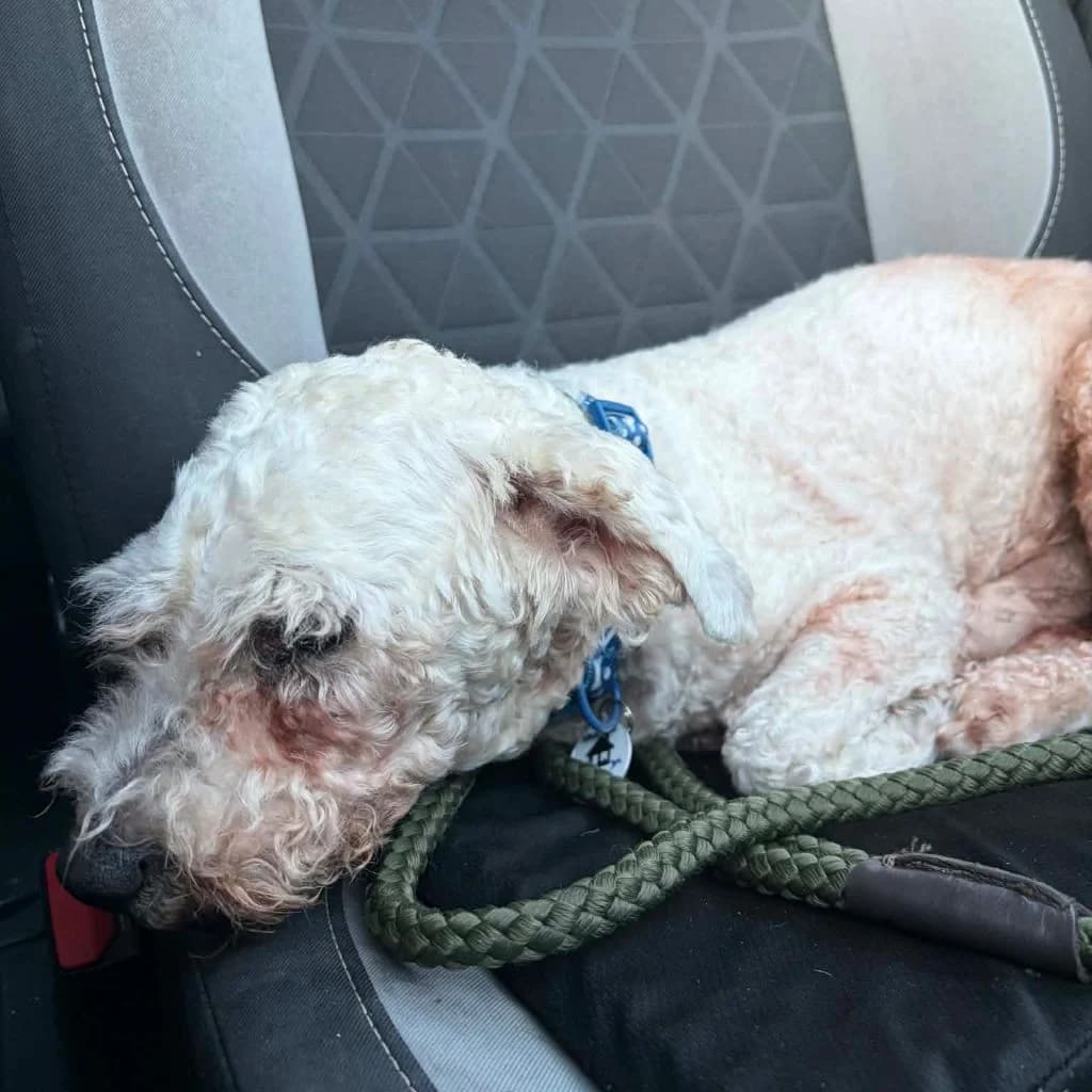 Teddy, male senior Bichon Frisé for adoption at Almost Home Dog Rescue, North Wales