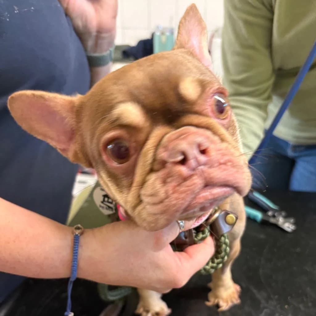 Titch, female young French Bulldog for adoption at Almost Home Dog Rescue, North Wales
