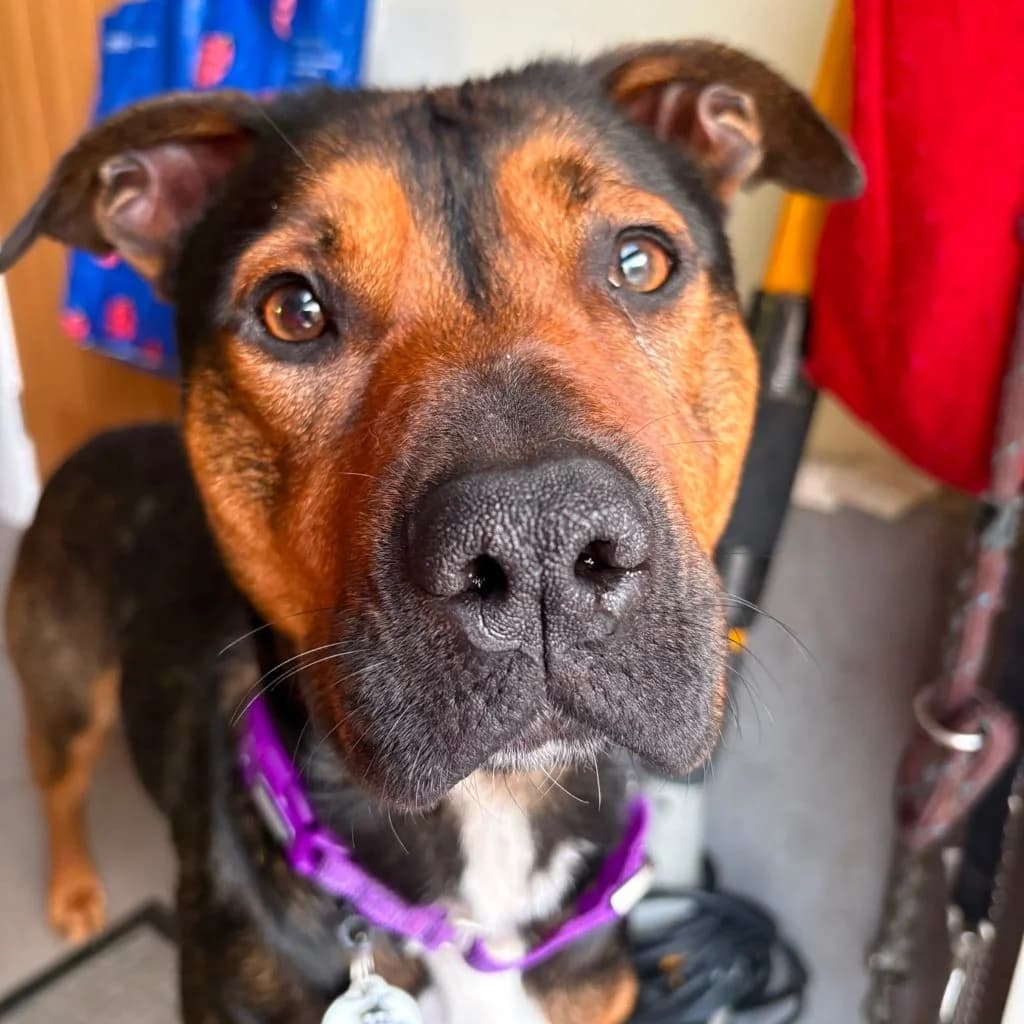 Willow, female young Mixed Breed for adoption at Almost Home Dog Rescue, North Wales