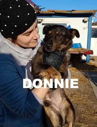 DONNIE, Mixed Breed for adoption at Amicii Dog Rescue