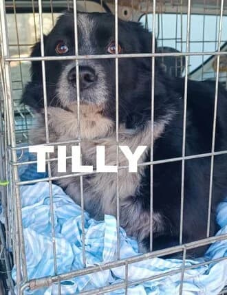 TILLY, Mixed Breed for adoption at Amicii Dog Rescue